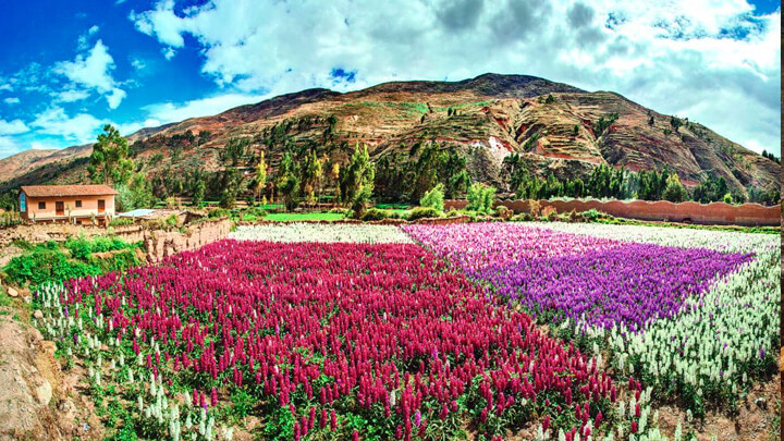 SELVA Y SIERRA INMORTAL FOTO